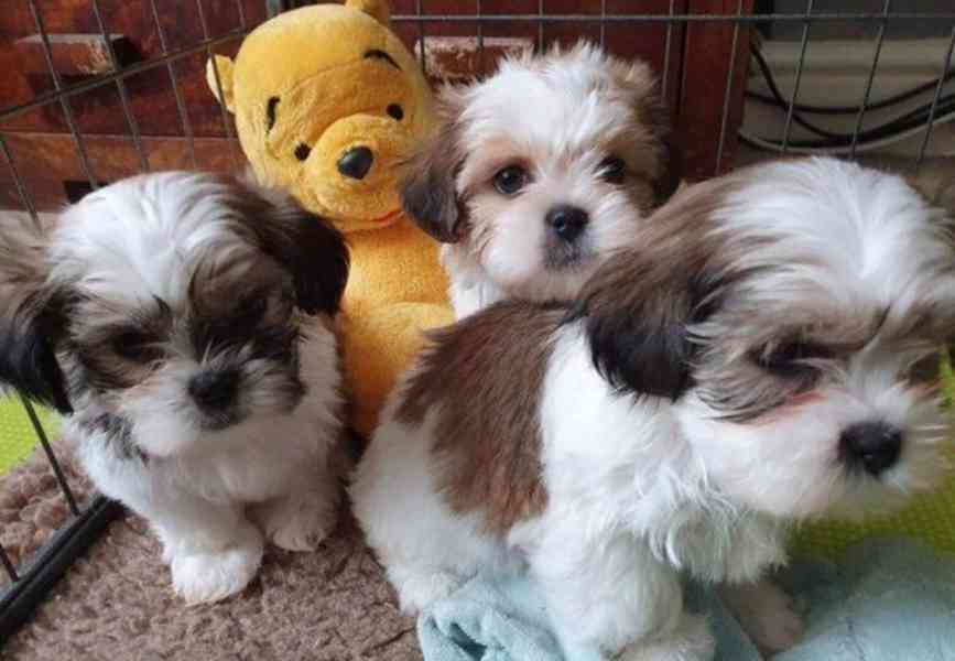 štěňátka shih tzu k adopci zdarma - foto 1