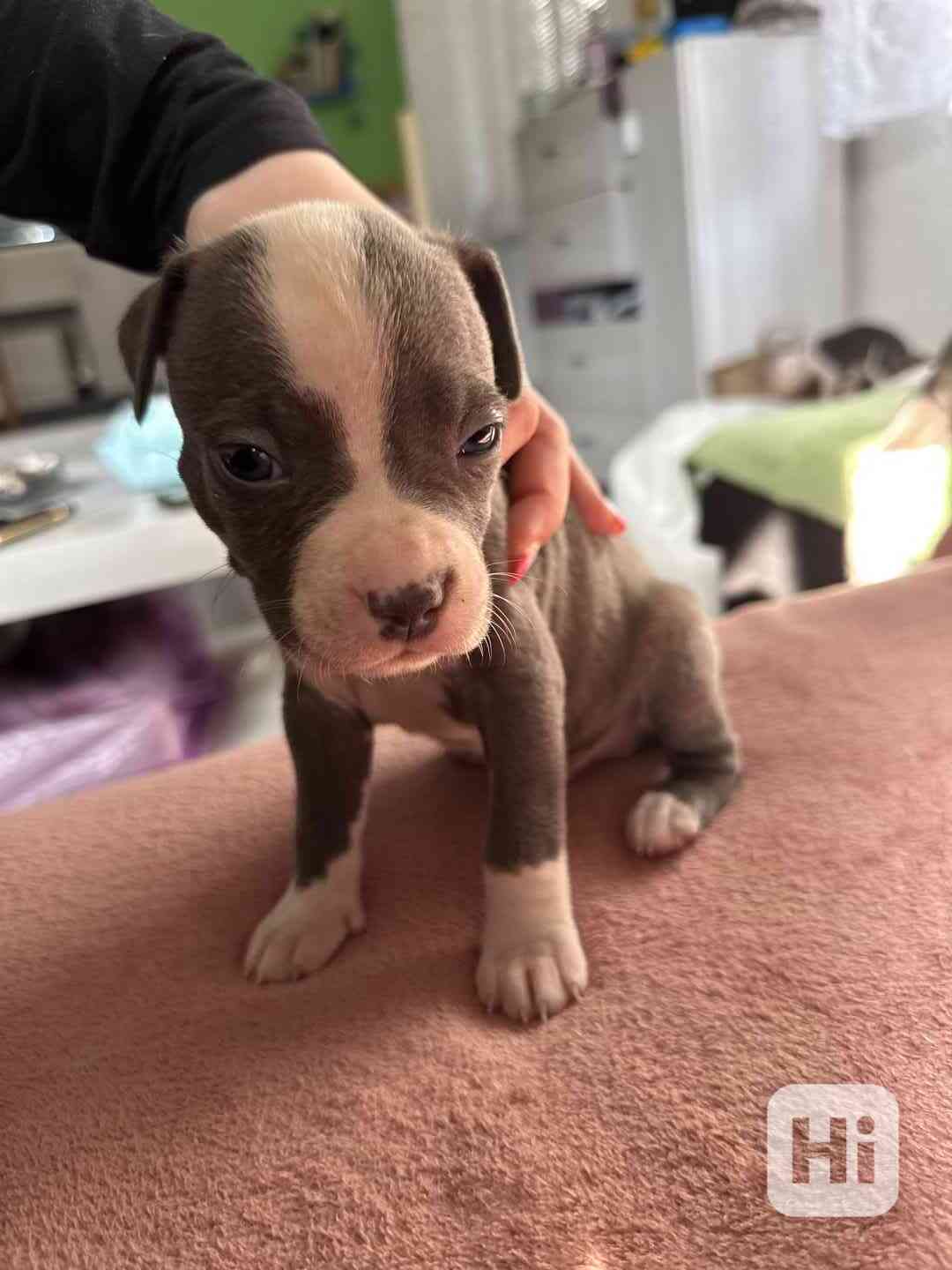 Americký stafordšírský teriér - foto 1