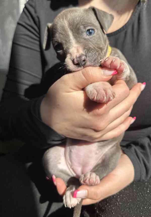 Americký stafordšírský teriér - foto 3