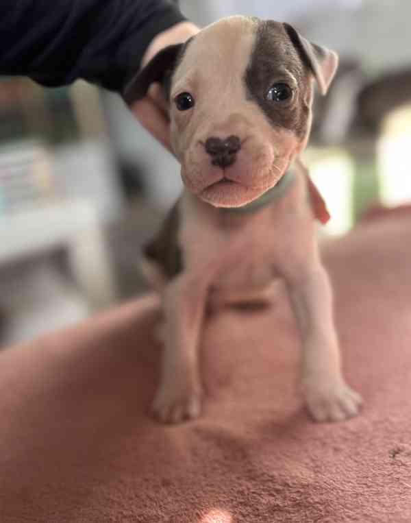 Americký stafordšírský teriér - foto 2