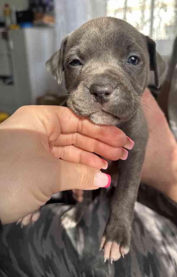 Americký stafordšírský teriér - foto 6