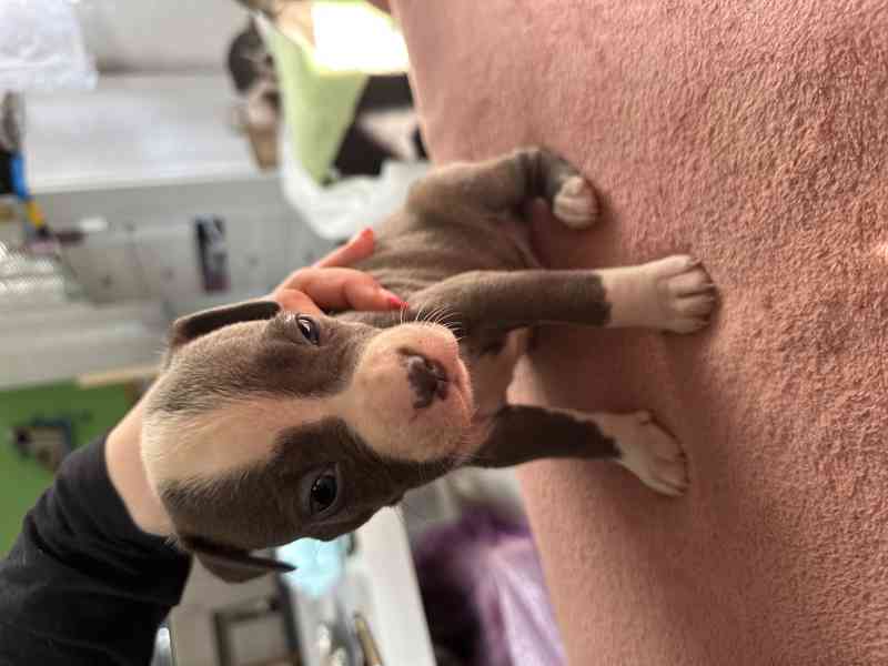 Americký stafordšírský teriér