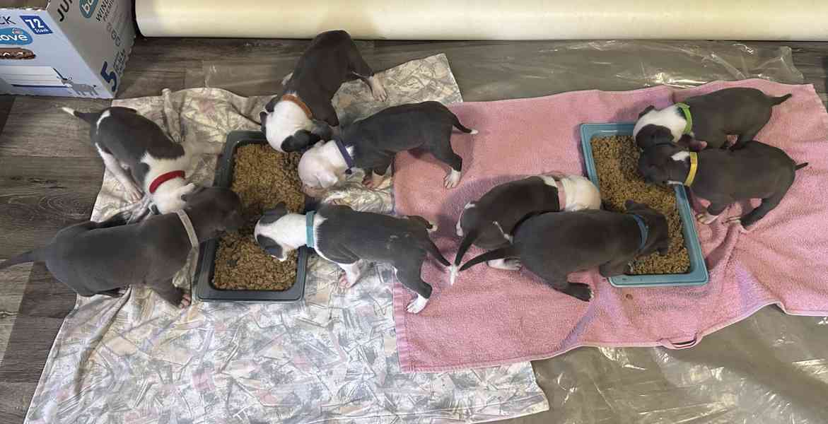 Americký stafordšírský teriér - foto 7