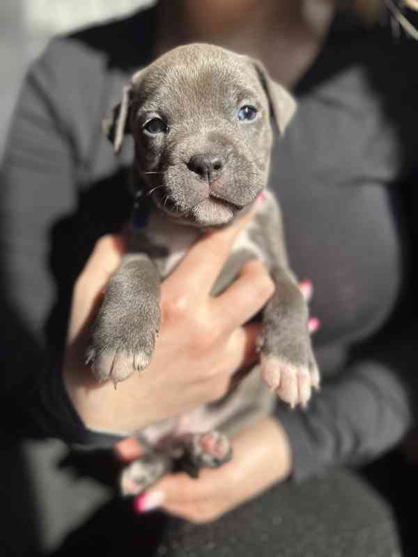 Americký stafordšírský teriér - foto 5