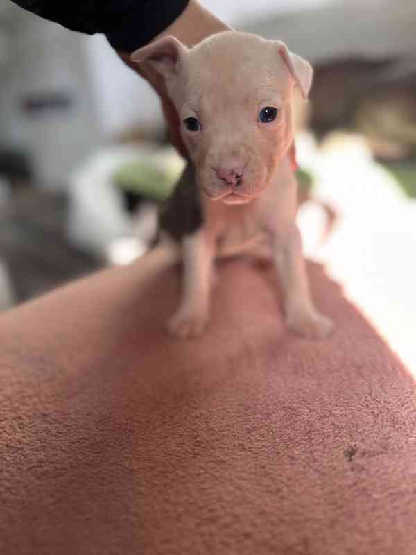 Americký stafordšírský teriér - foto 4