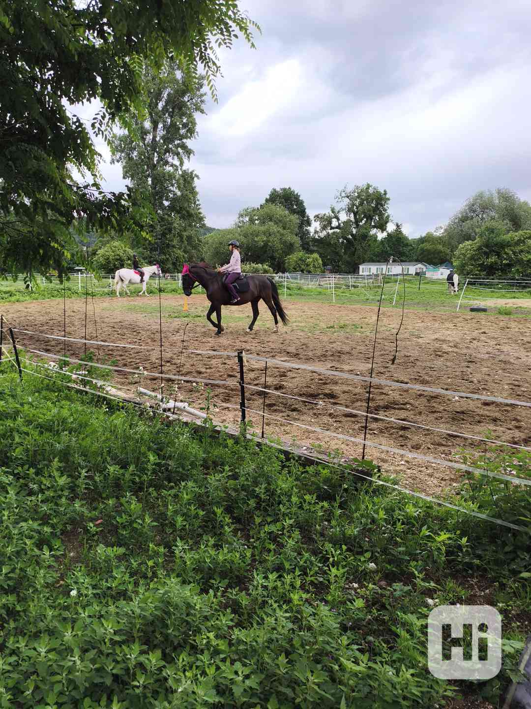 Kladrubskeho valacha - foto 1