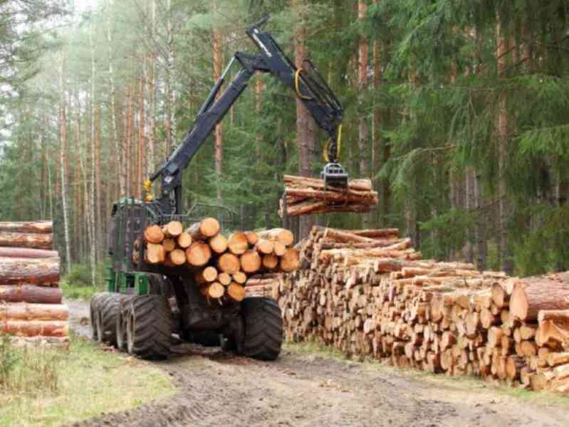 Těžba dřeva, výkup dřeva - foto 2