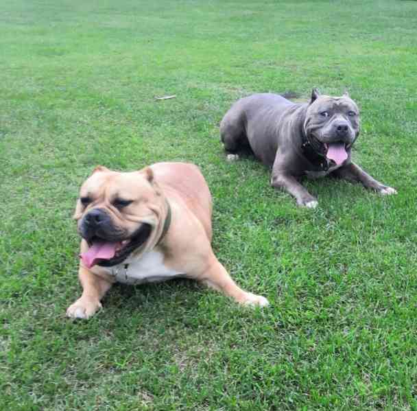 American bully pocket fenka - foto 4