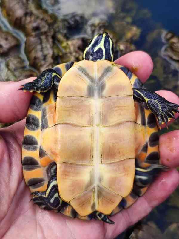 Želva červenobřichá (Pseudemys rubriventris) - foto 3