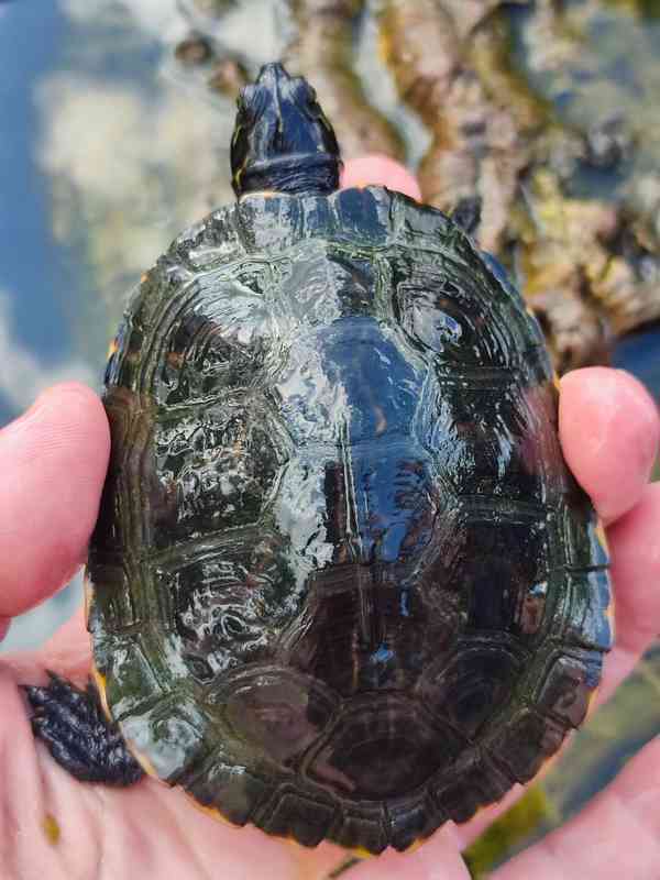 Želva červenobřichá (Pseudemys rubriventris) - foto 2