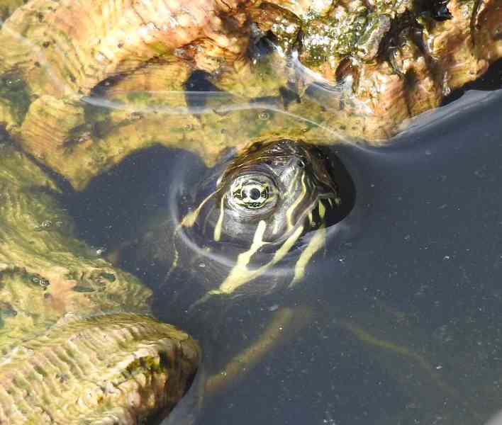 Želva červenobřichá (Pseudemys rubriventris) - foto 9