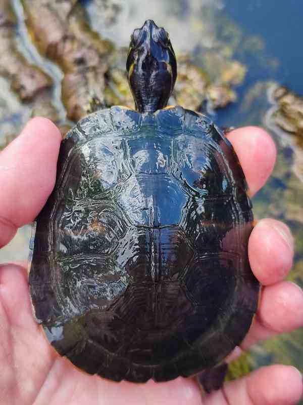 Želva červenobřichá (Pseudemys rubriventris) - foto 4