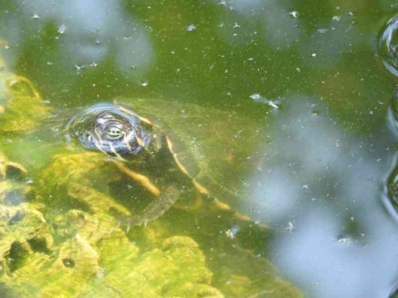 Želva červenobřichá (Pseudemys rubriventris) - foto 8