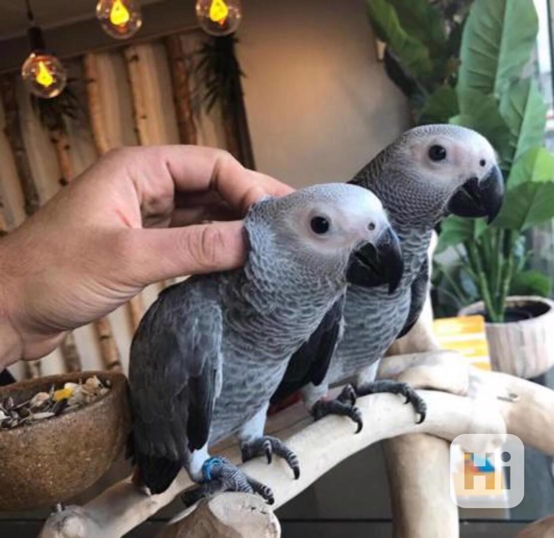 Pár mláďat afrických papoušků šedých k dispozici!! - foto 1