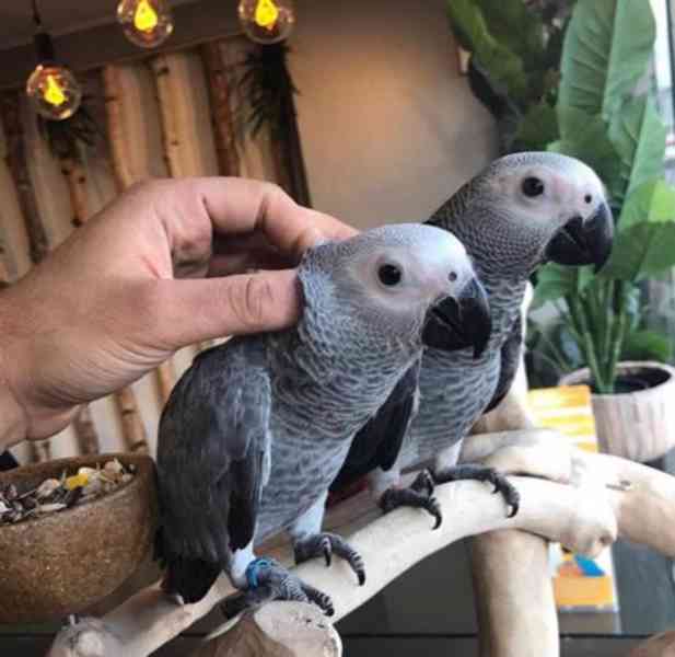 Pár mláďat afrických papoušků šedých k dispozici!! - foto 1
