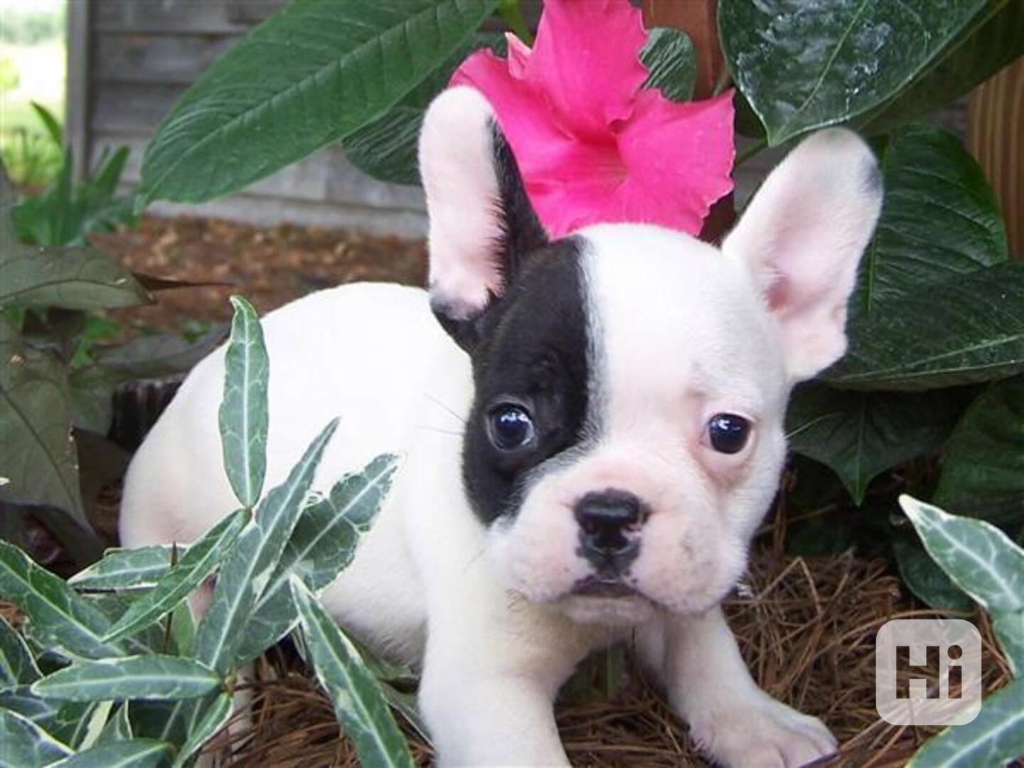 štěňata francouzského buldočka - foto 1