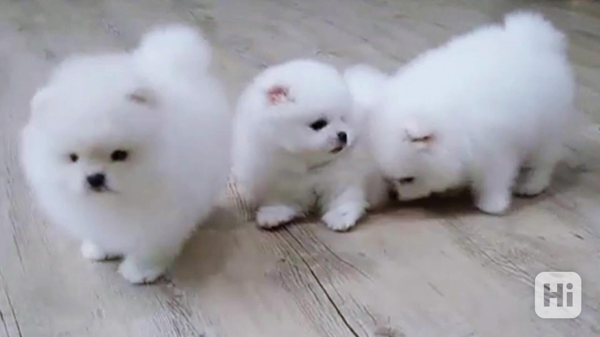 pomeranian štěňata - foto 1