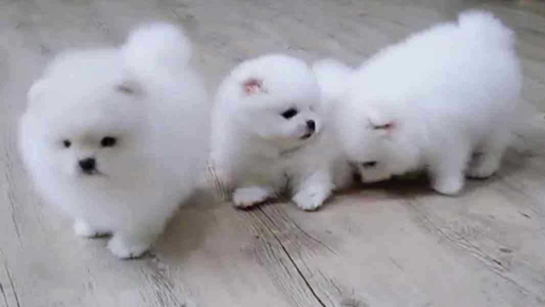 pomeranian štěňata