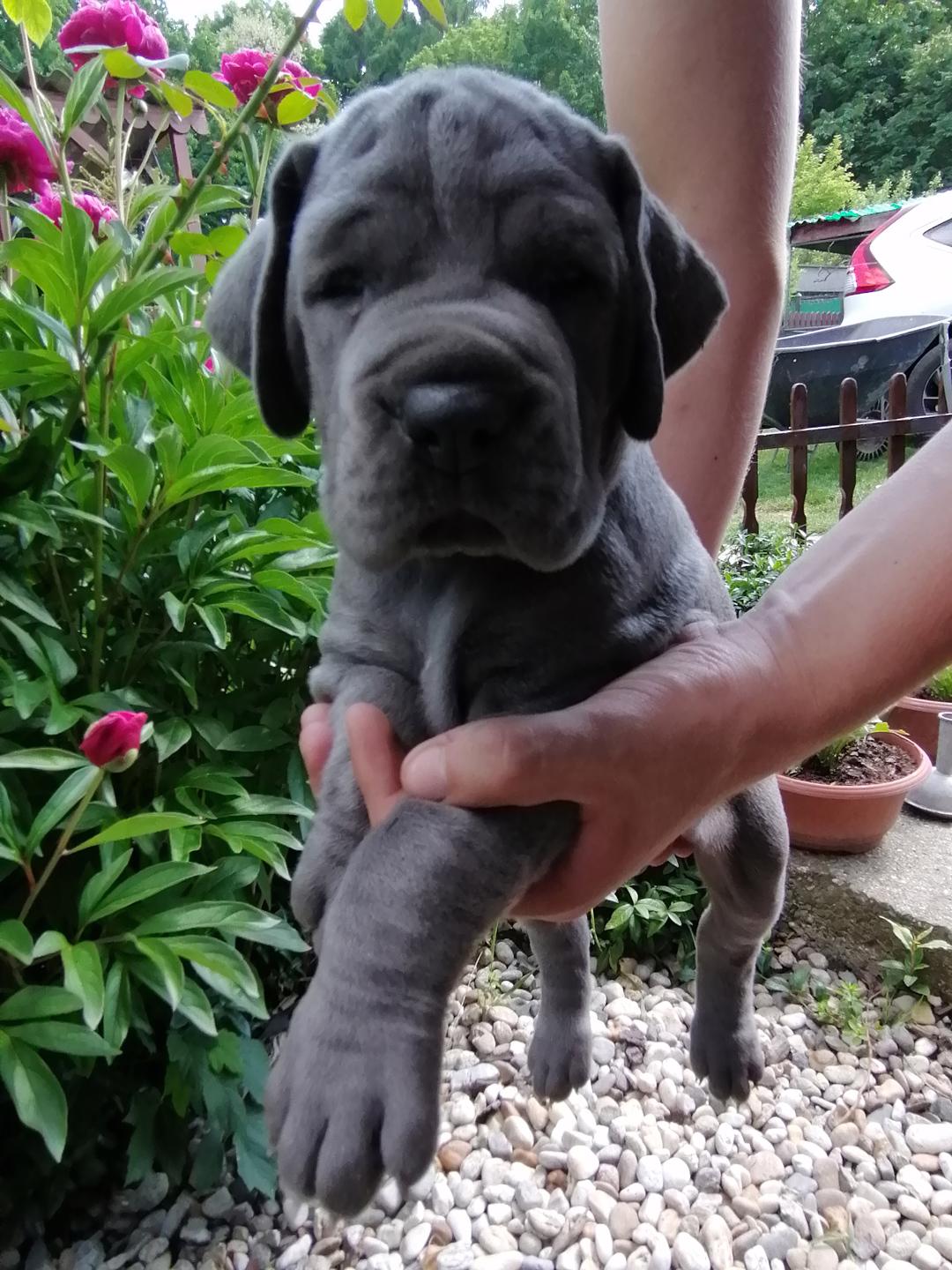 Německá doga modrá  - foto 1