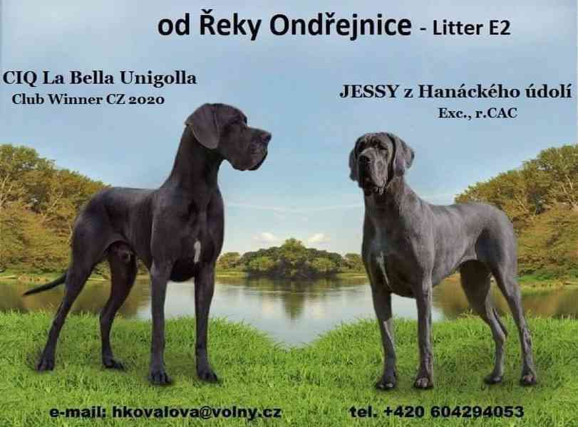 Německá doga modrá  - foto 4