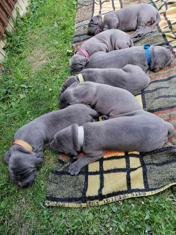 Německá doga modrá  - foto 6