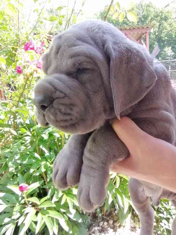 Německá doga modrá  - foto 2