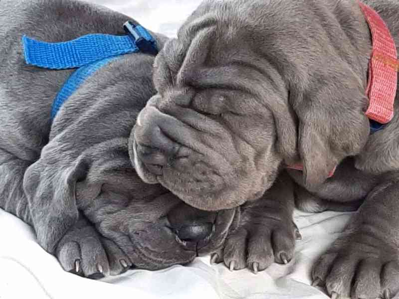 Německá doga modrá  - foto 5