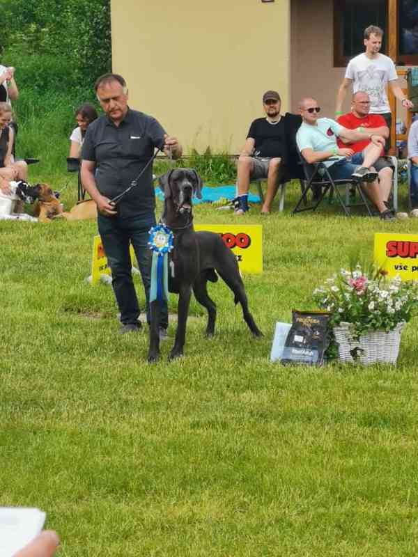 Německá doga modrá  - foto 3