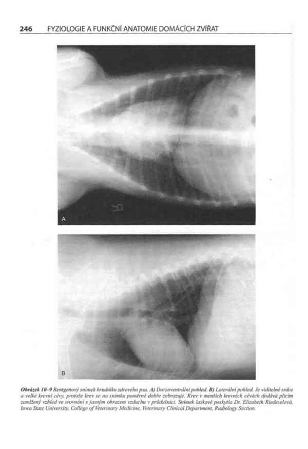 Fyziologie a funkční anatomie domácích zvířat v PDF - foto 16