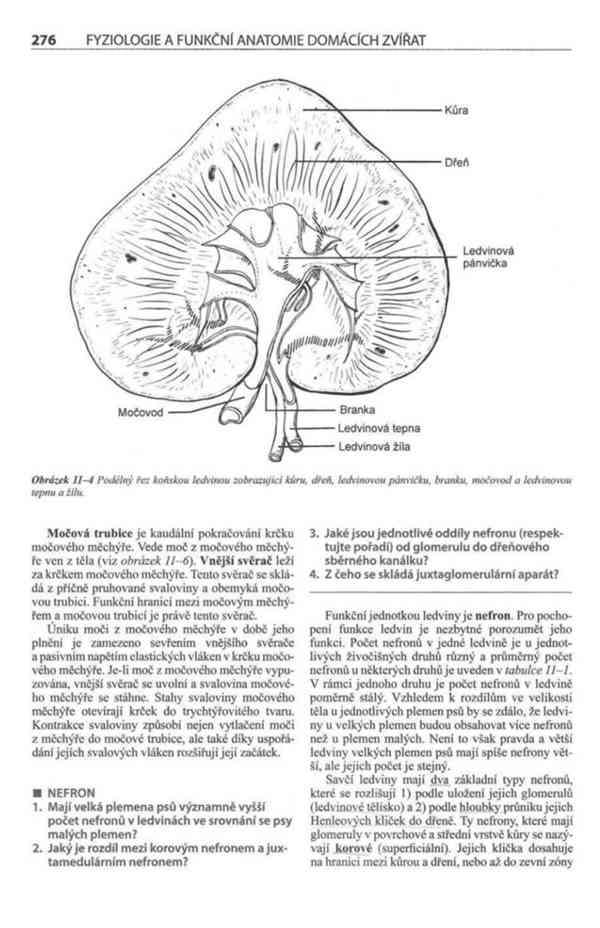 Fyziologie a funkční anatomie domácích zvířat v PDF - foto 17