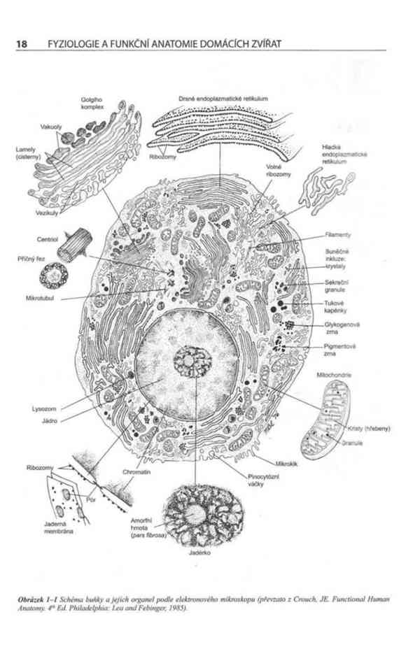 Fyziologie a funkční anatomie domácích zvířat v PDF - foto 8