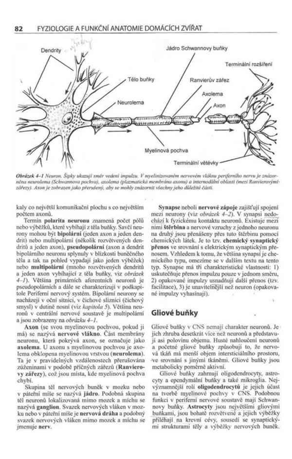 Fyziologie a funkční anatomie domácích zvířat v PDF - foto 12