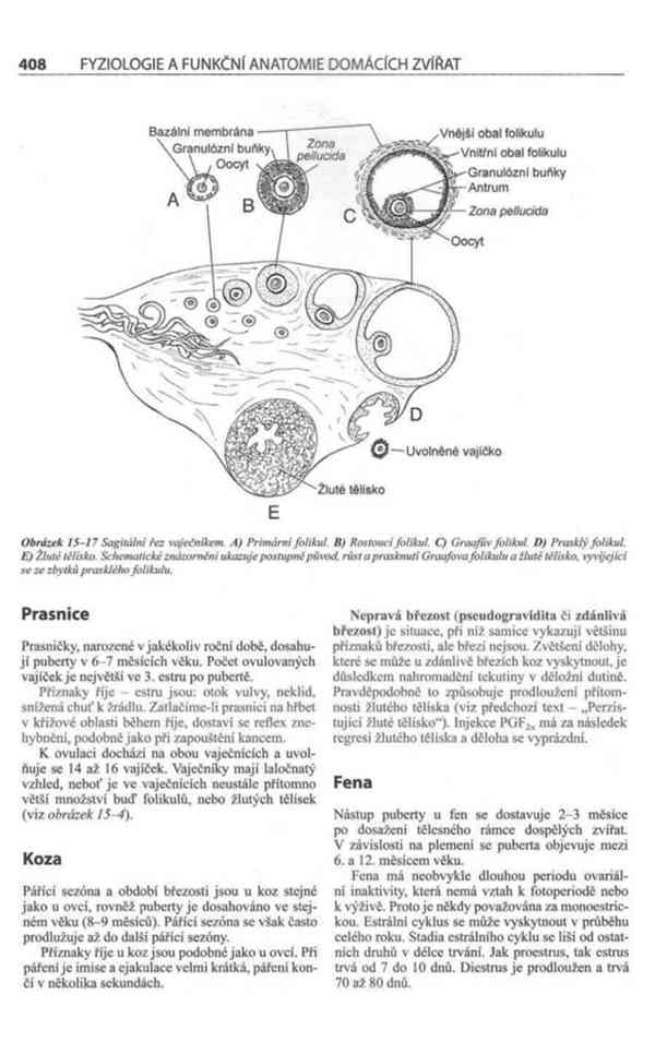 Fyziologie a funkční anatomie domácích zvířat v PDF - foto 20