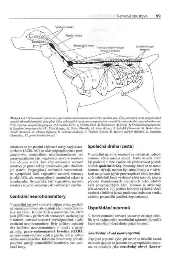 Fyziologie a funkční anatomie domácích zvířat v PDF - foto 14