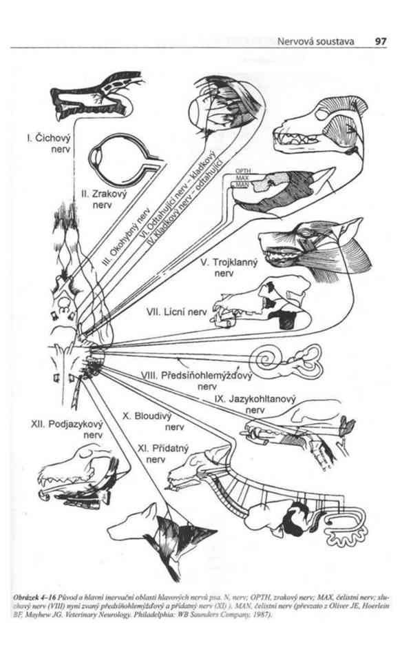 Fyziologie a funkční anatomie domácích zvířat v PDF - foto 13