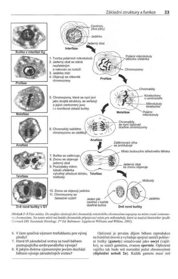 Fyziologie a funkční anatomie domácích zvířat v PDF - foto 9