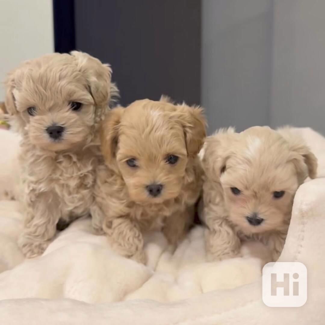Rozkošná štěňátka maltipoo na prodej - foto 1