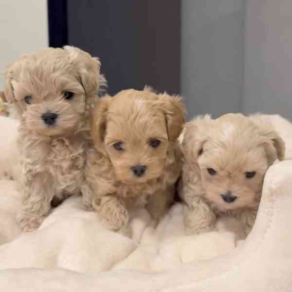 Rozkošná štěňátka maltipoo na prodej - foto 1