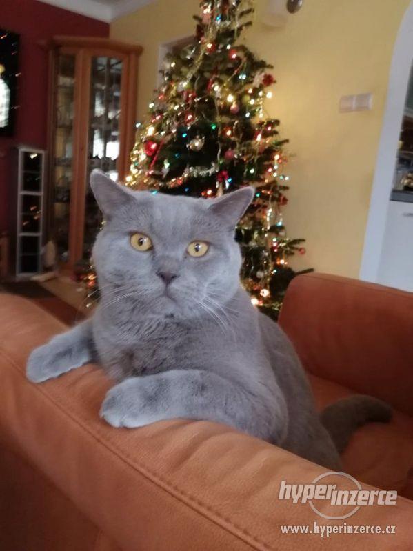 Modrý britský kocour hledá slečnu - foto 1