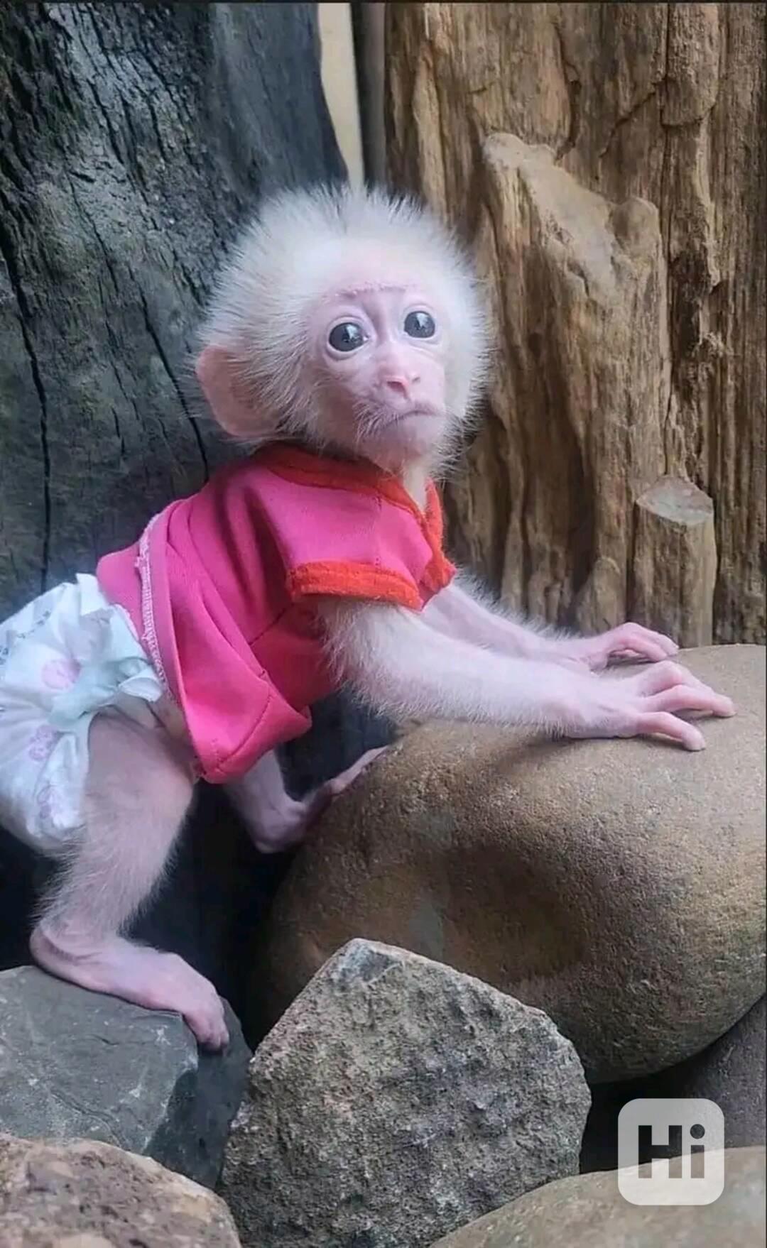  Skákající kapucíni pro dobrý domov - foto 1