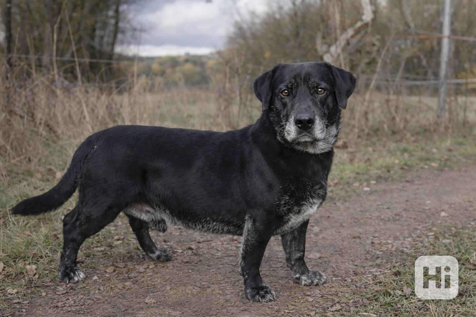 FANNY - psík 7 let  - foto 1