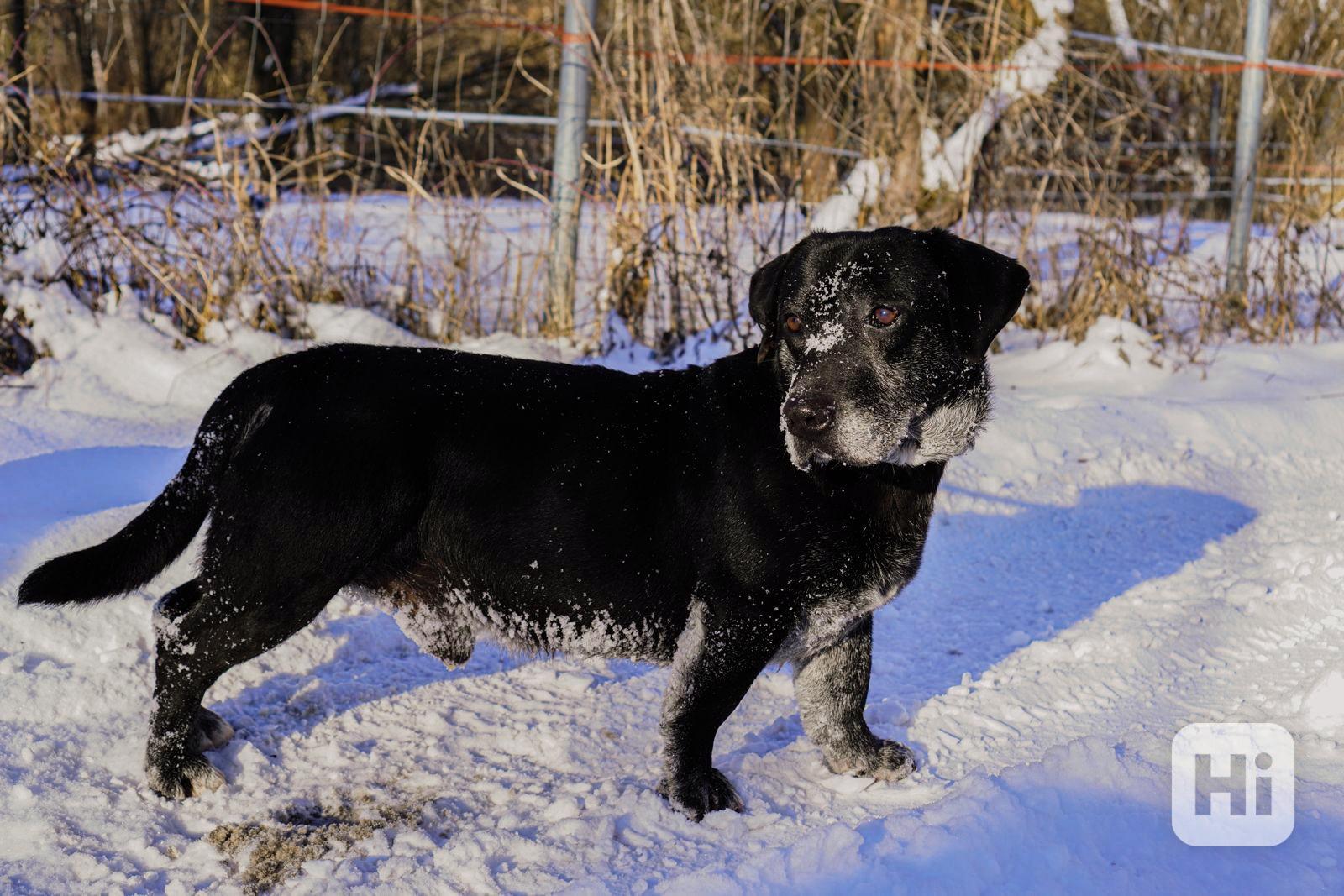 FANNY - psík 7 let  - foto 1