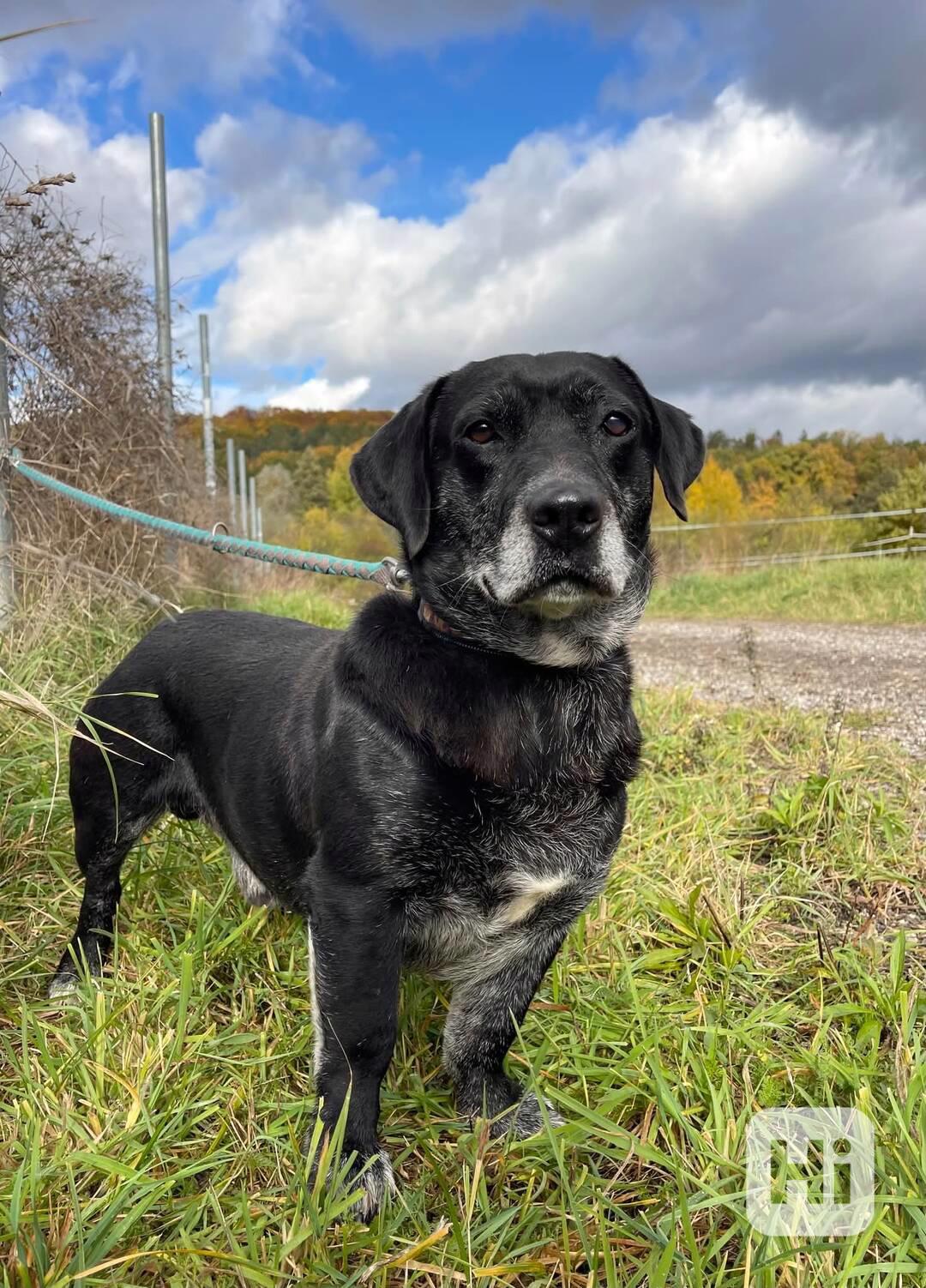 FANNY - psík 7 let  - foto 1