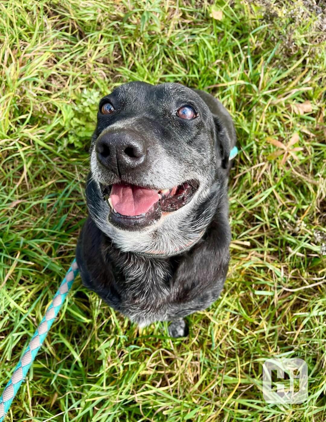 FANNY - psík 7 let  - foto 1