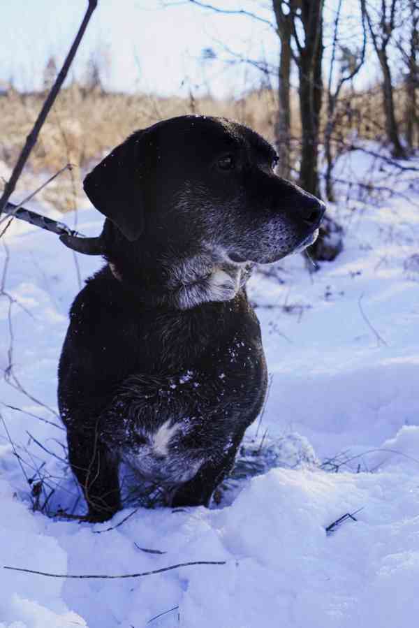 FANNY - psík 7 let  - foto 6