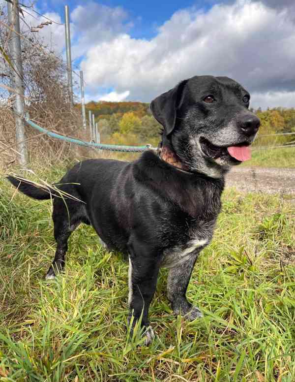 FANNY - psík 7 let  - foto 3