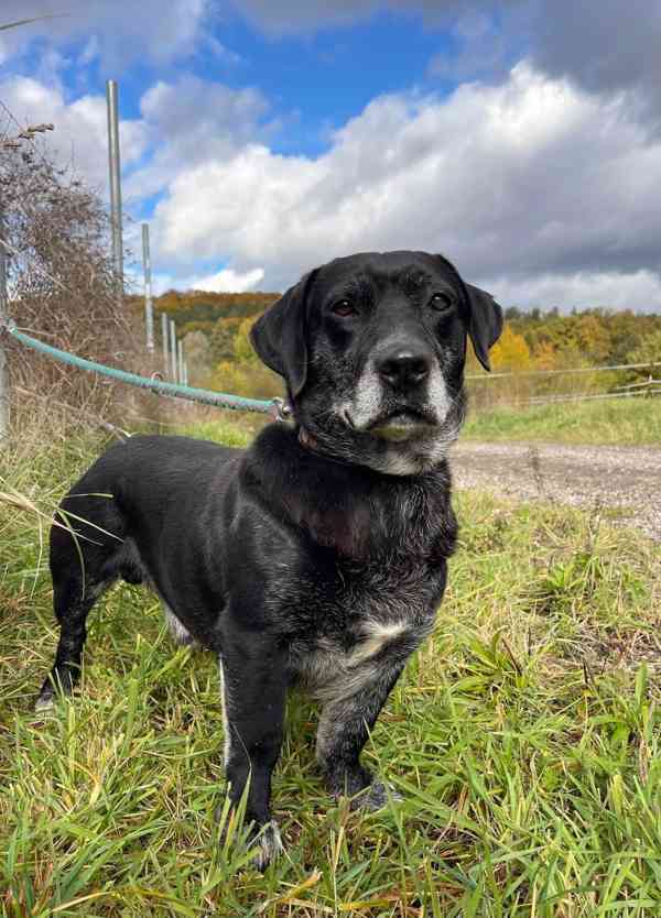 FANNY - psík 7 let  - foto 2