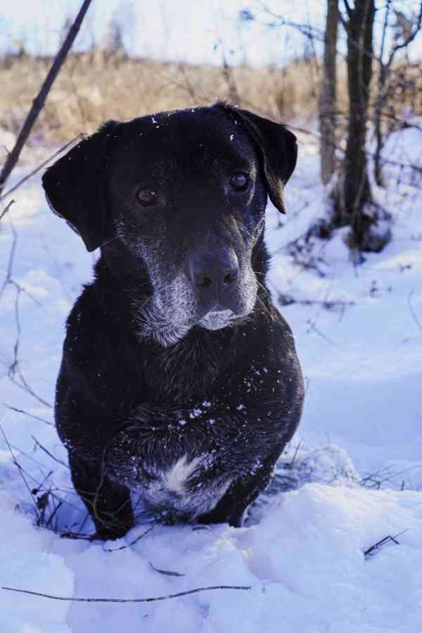 FANNY - psík 7 let  - foto 7