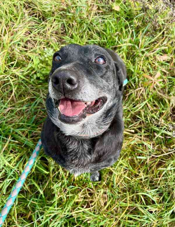 FANNY - psík 7 let  - foto 4