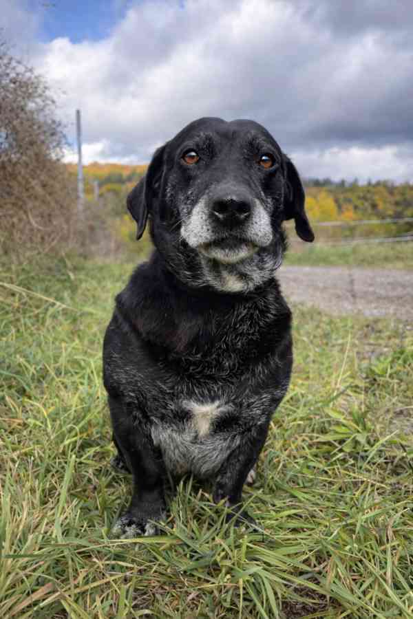 FANNY - psík 7 let  - foto 2